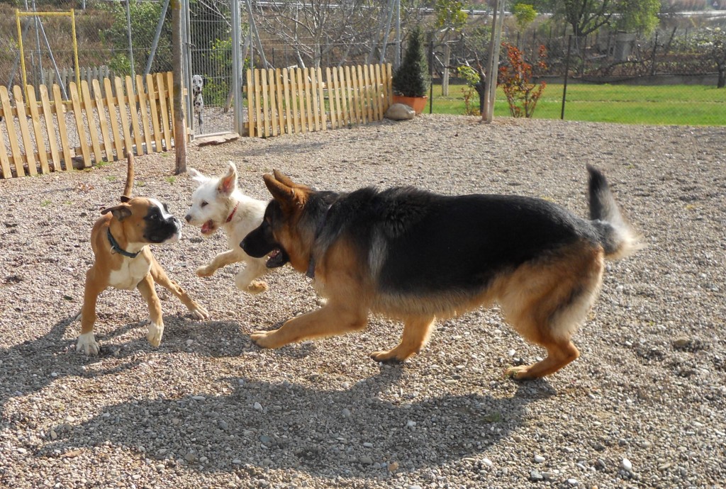 Cachorros jugando en la zona de juegos de Peludos Hotel Felino