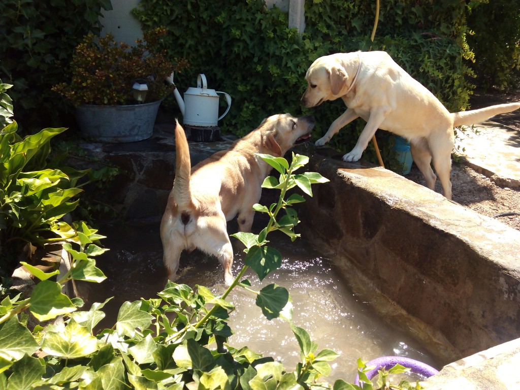 Dos labradores se dan un baño en el estanque de Peludos residencia canina y felina