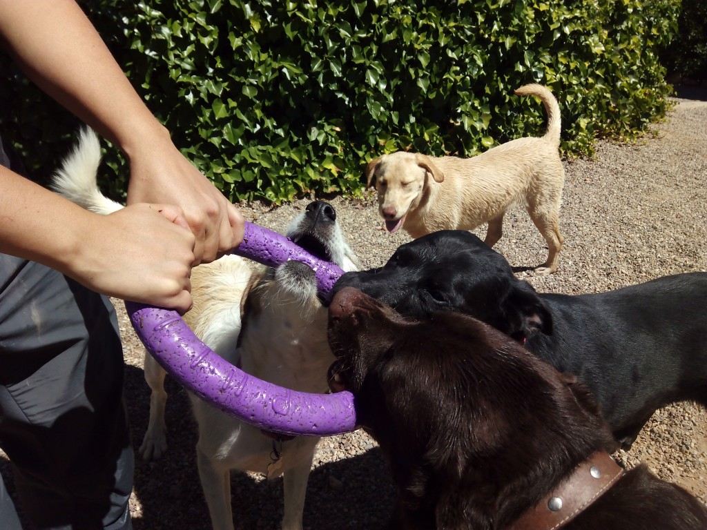 Varios perros juegan con un puller en Peludos residencia canina y felina