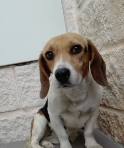 Beagle en adopcíon