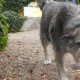 Perro paseando por Peludos Residencia Canina y Felina