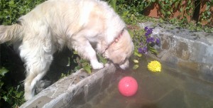 Perro en el estanque de Peludos Residencia Canina y Felina con un balón duro