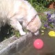Perro en el estanque de Peludos Residencia Canina y Felina con un balón duro