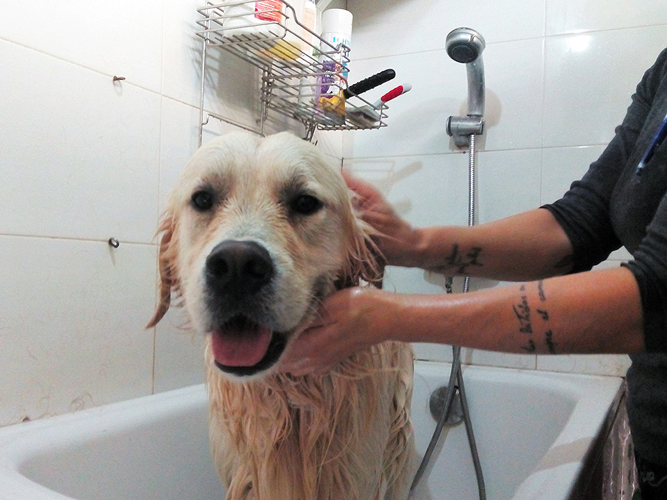 Hoy, además de jugar con el resto de perros, toca un espumoso baño.