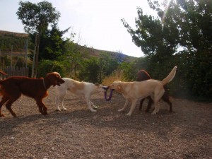 Varios perros juegan por llevarse un aro.
