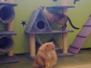 Dos gatos disfrutando y jugando en la residencia felina.