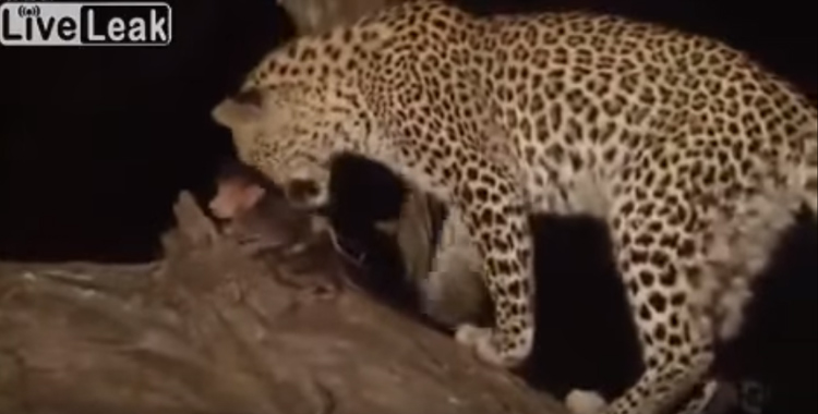 Leopardo en un documental en África