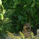Perro a la sombra en Peludos Hotel Felino y Canino
