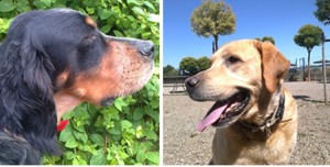 Perros en Residencia Canina y Felina Peludos