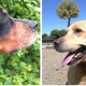 Perros en Residencia Canina y Felina Peludos