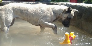 Perro en el estanque de Peludos Residencia Canina y Felina