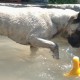 Perro en el estanque de Peludos Residencia Canina y Felina