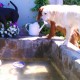 Perros disfrutando en el estanque de Peludos Residencia Canina y Felina