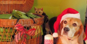 Perro celebrando la navidad en Peludos Residencia Canina y Felina