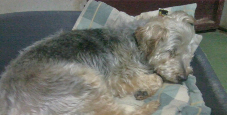 Perro Yorkshire durmiendo en Peludos Hotel Felino