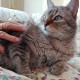 Gato de Peludos Residencia canina y felina adoptado