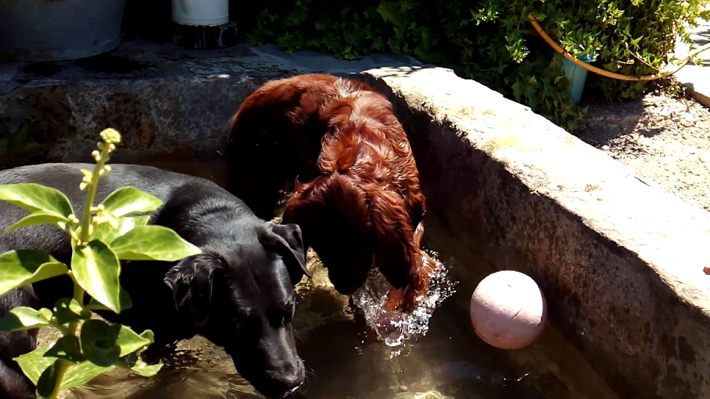 Perros jugando con agua en Peludos