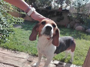 Perro beagle en adopción en Peludos