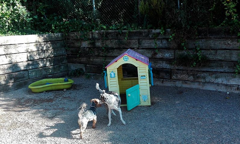 Zona de juegos para perros de razas pequeñas.