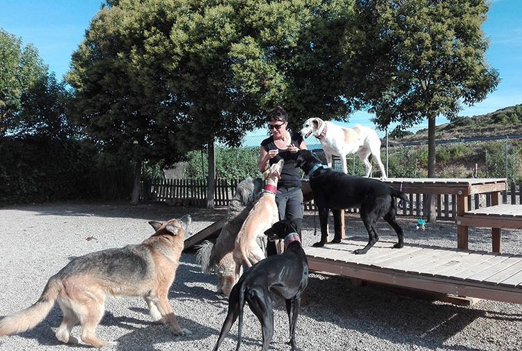 Diana rodeada de perros divirtiéndose durante su estancia en el hotel canino
