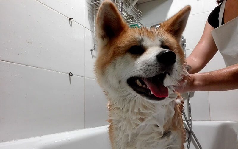 Zona de baños para que los perros queden relucientes