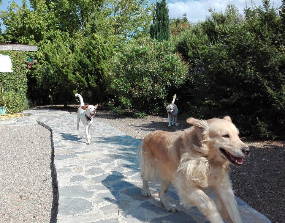 perros, uno un golden, jugando en Peludos, en La Rioja