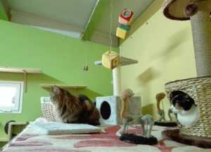 Gatos en la residencia felina Peludos