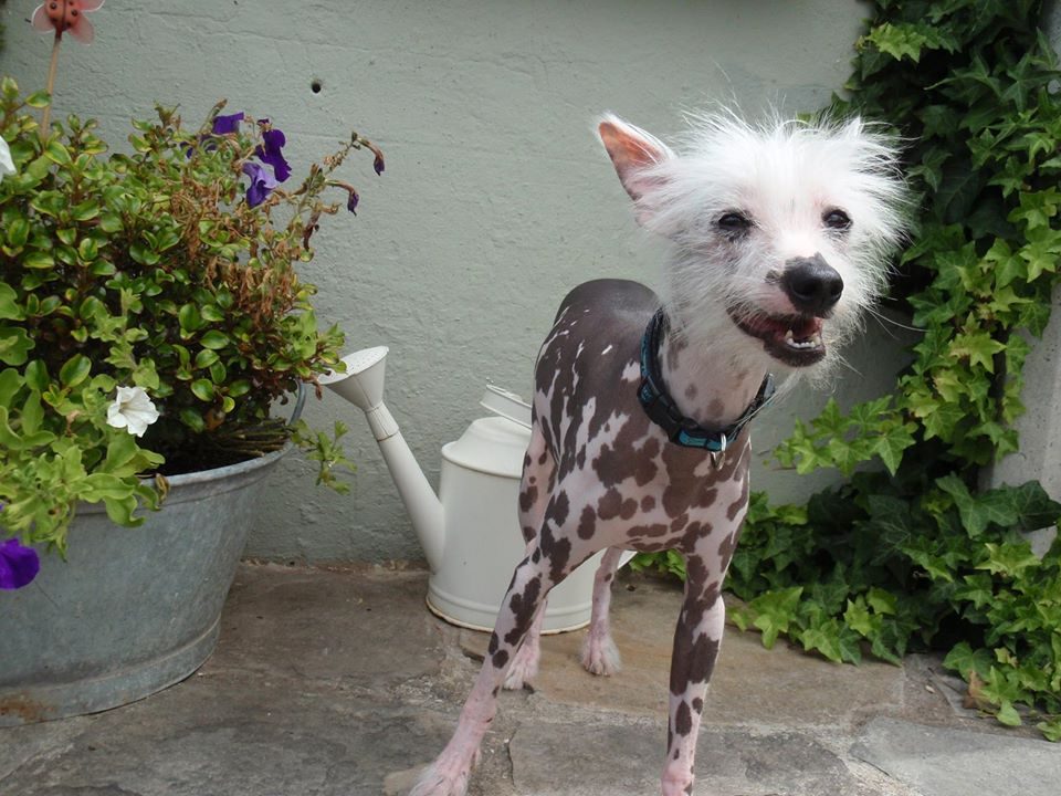 perro desnudo crestado chino en Peludos residencia canina y felina