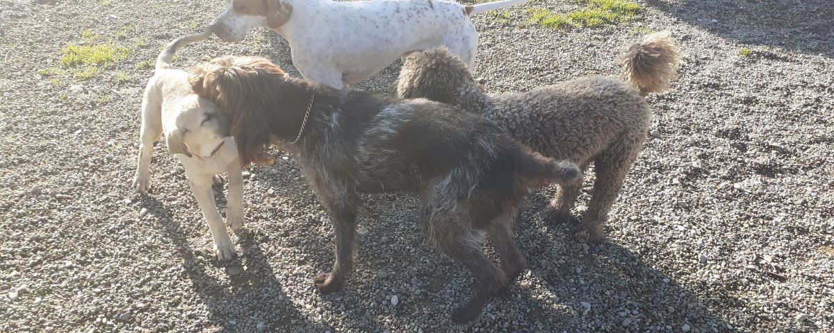 perros amigos en peludos, en Navarrete, La Rioja