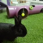 Los conejos disfrutan muchísimo del "hotel otros peludos"