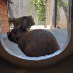 Los conejos disfrutan de su propio patio en el Hotel Peludos